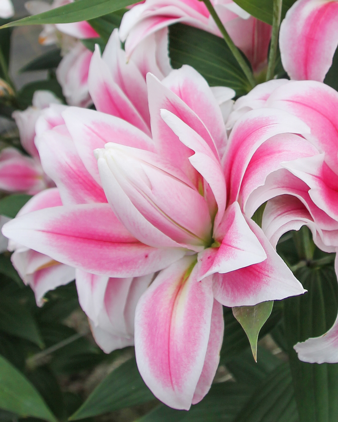 Double Oriental Lilium 'Romano'