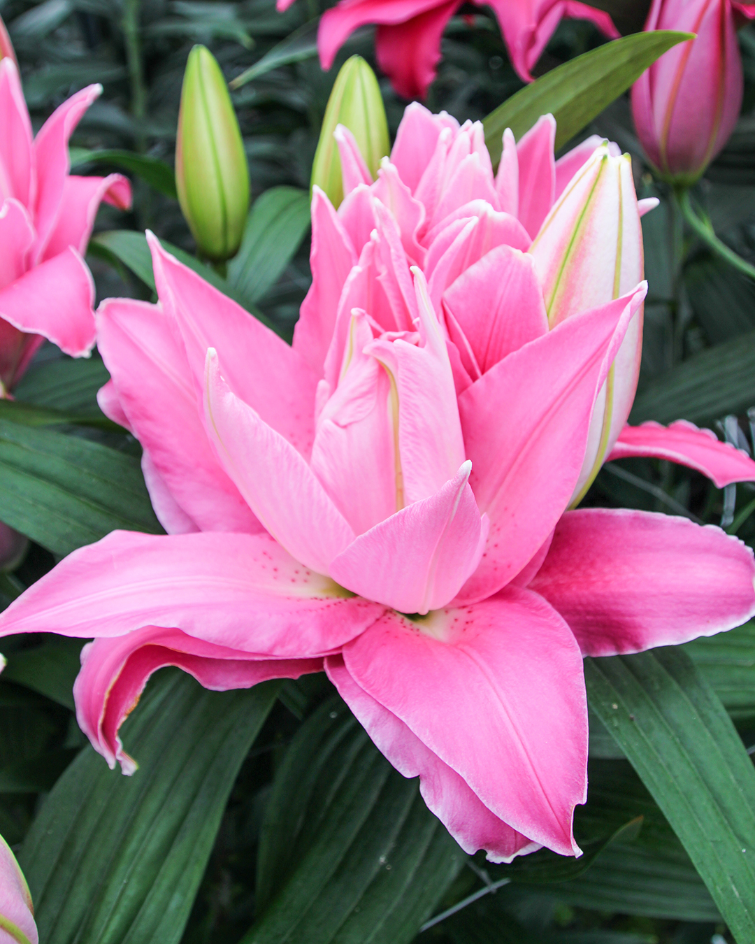 Double Oriental Lilium 'Trentino'
