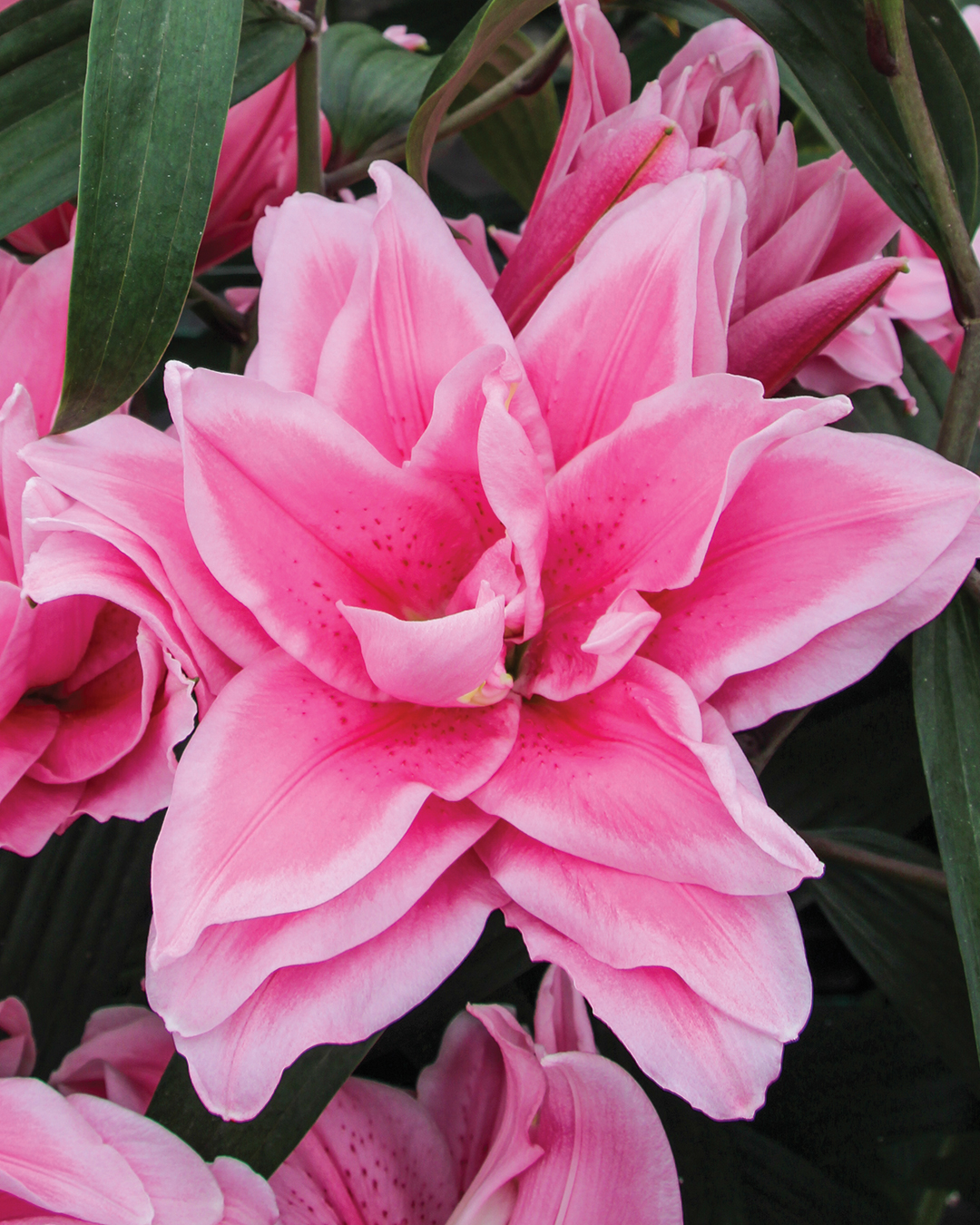 Double Oriental Lilium 'Victoria Secret'