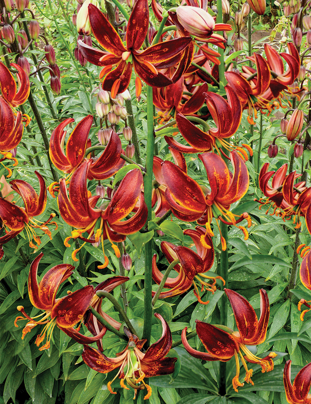 Martagon Lilium 'Arabian Knight'