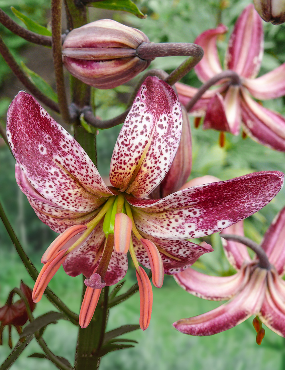 Martagon Lilium 'Alberta Morning'