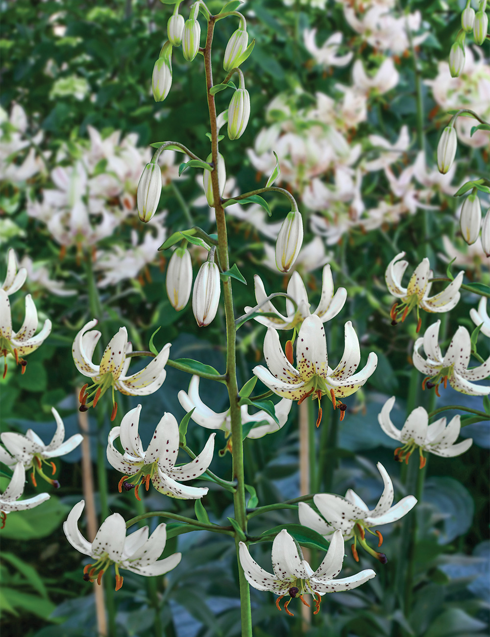 Martagon Lilium 'Albi Morning'