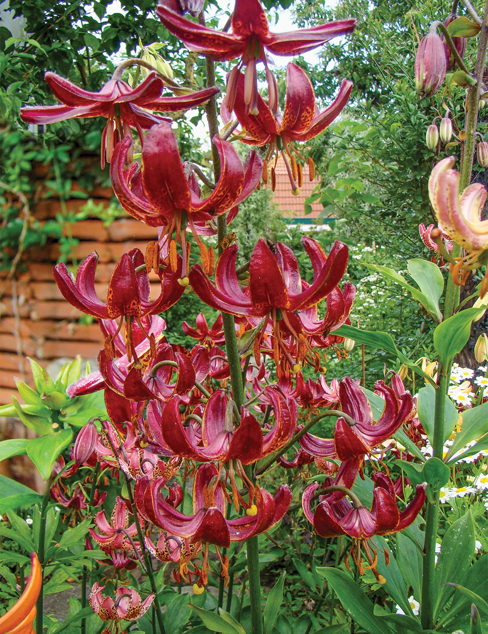 Martagon Lilium 'Claude Shride'