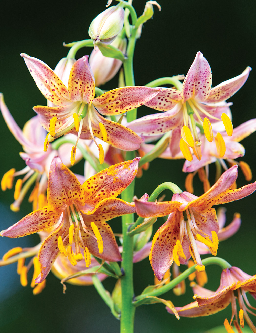 Martagon Lilium 'Fairy Morning'