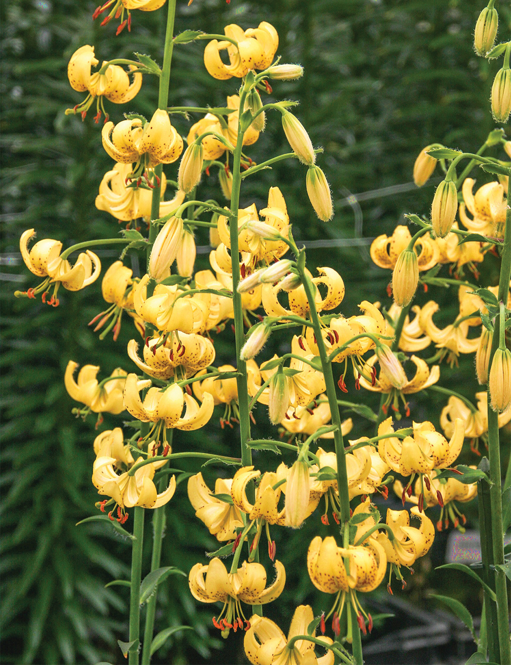 Martagon Lilium 'Golden Morning'