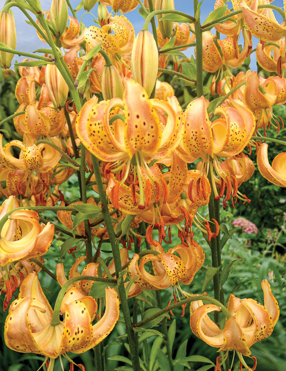 Martagon Lilium 'Peppard Gold'