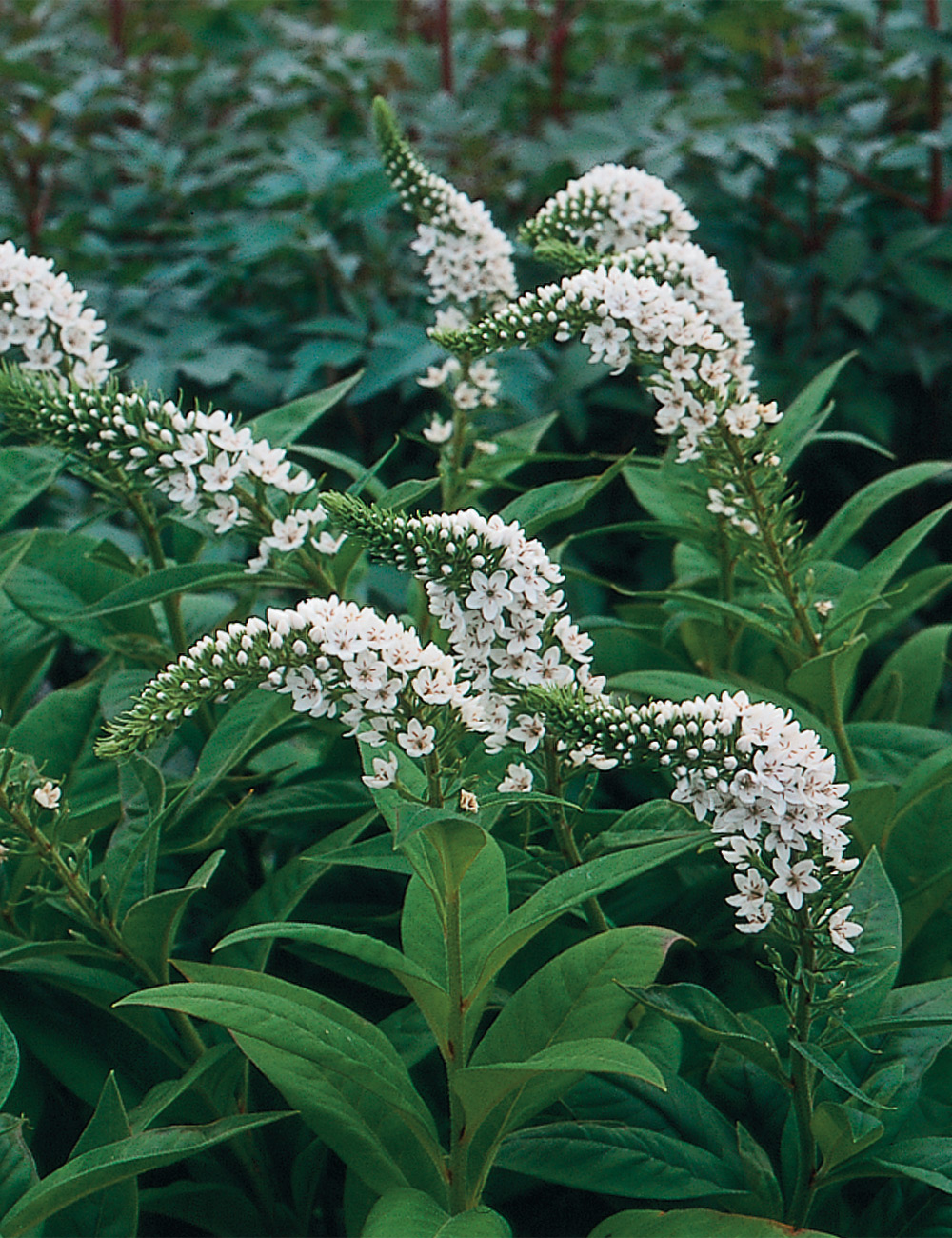 Lysimachia 'Beth Chatto's Form'