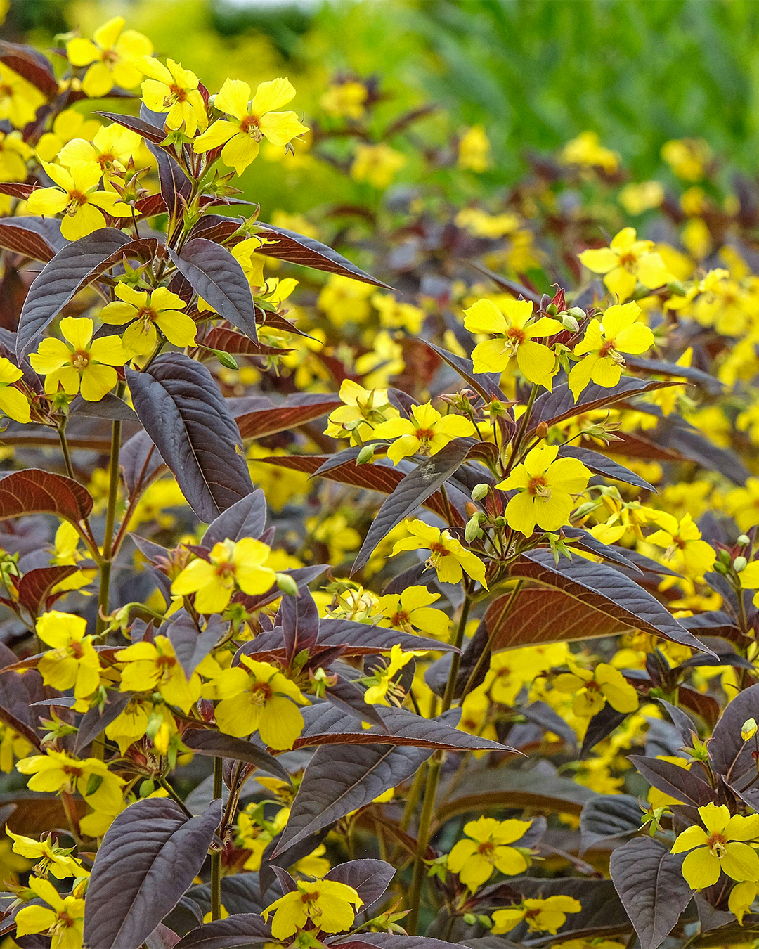 Lysimachia 'Firecracker'