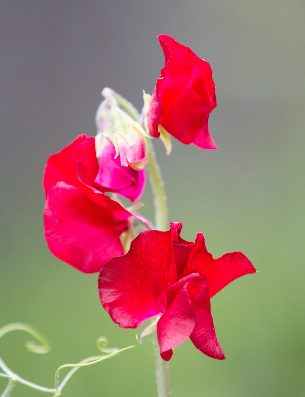 Sweet Peas 'My Devotion'