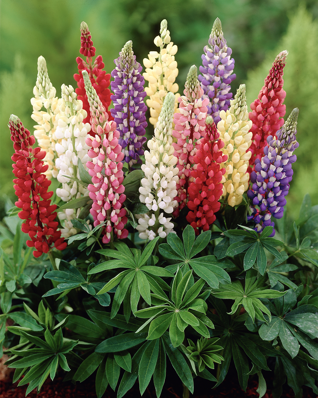 Minarette Russell Lupin Mixed
