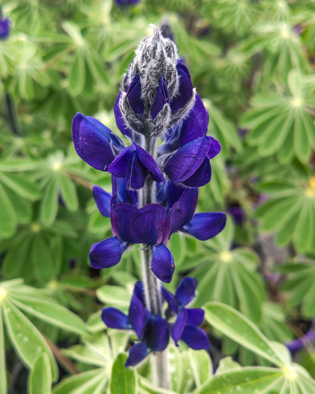 Lupin 'Texas Bluebonnet'
