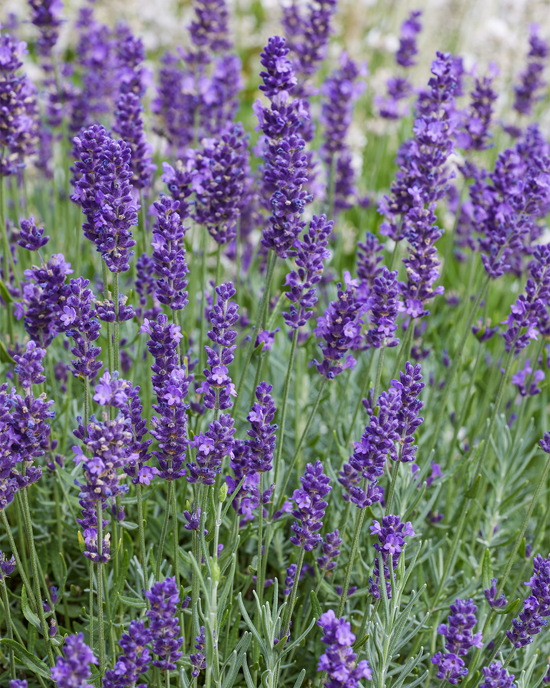 Lavender 'English Summer Beauty'