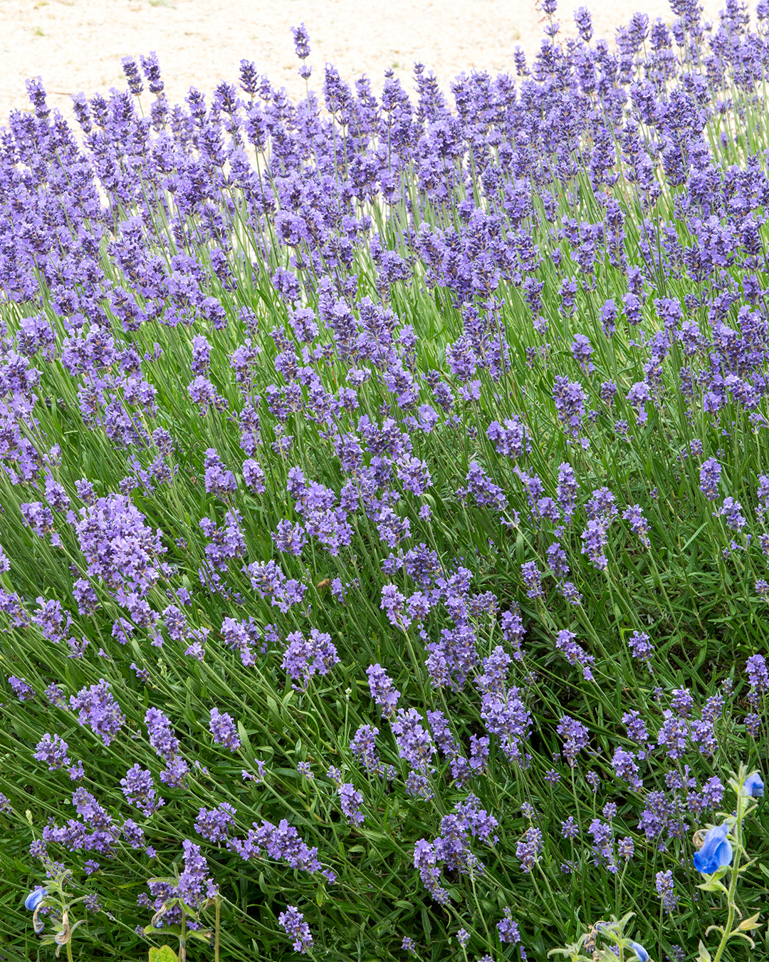 Lavender 'English Summer Sky'