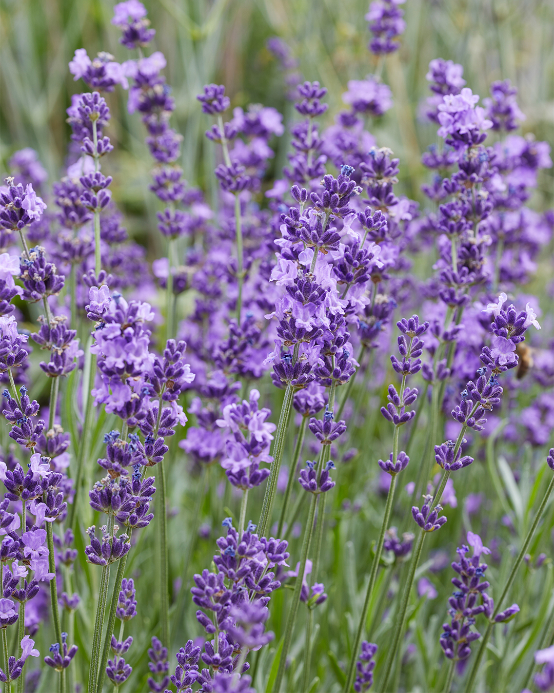 Lavender 'English Summer Blue'