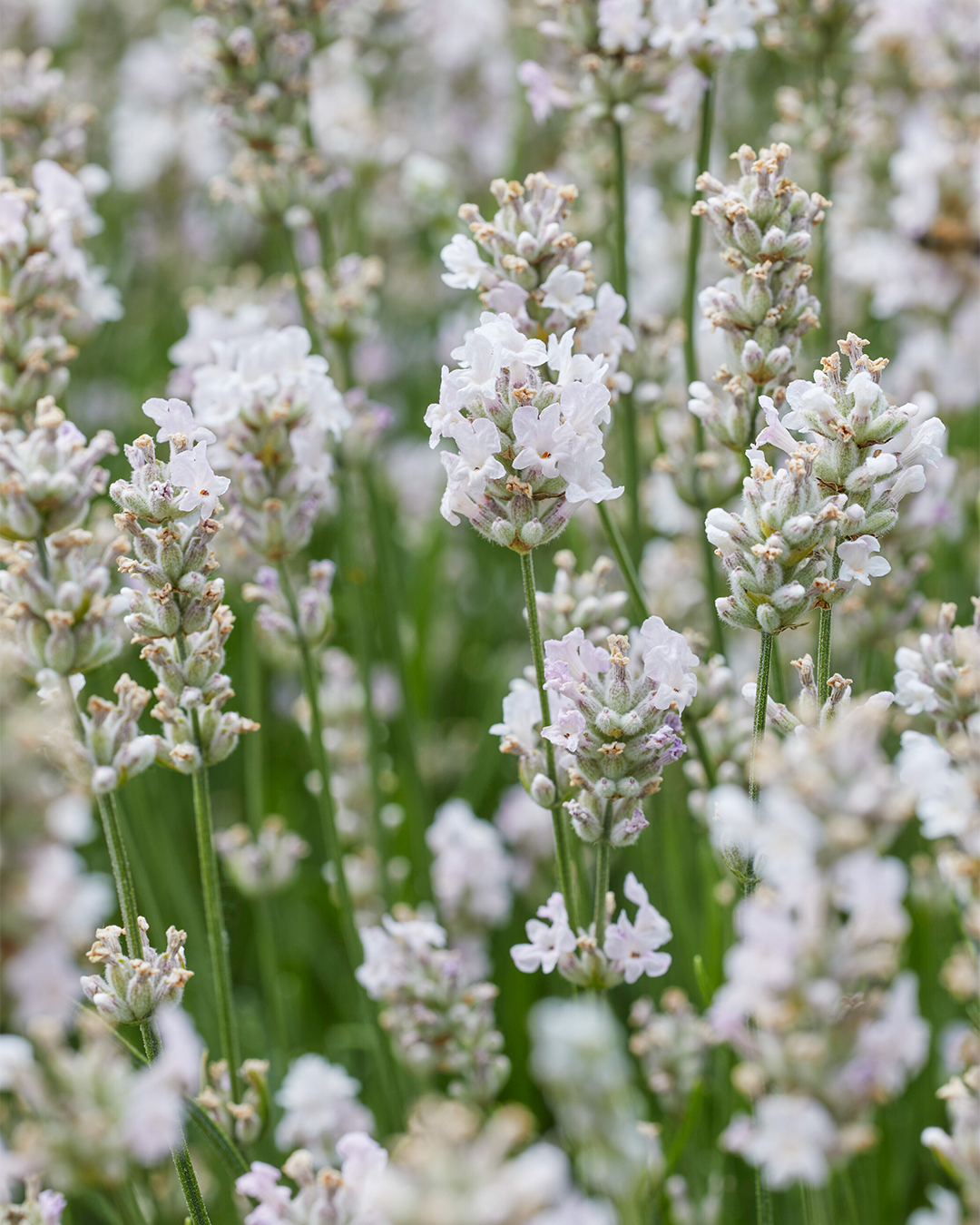 Lavender 'English Summer White'