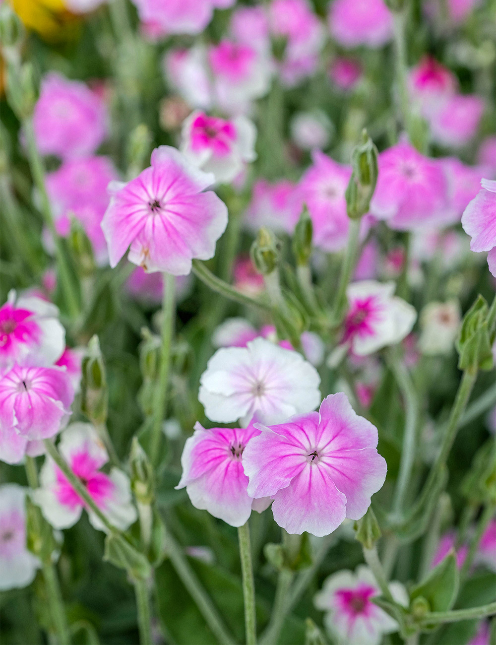 Lychnis Angel's Blush