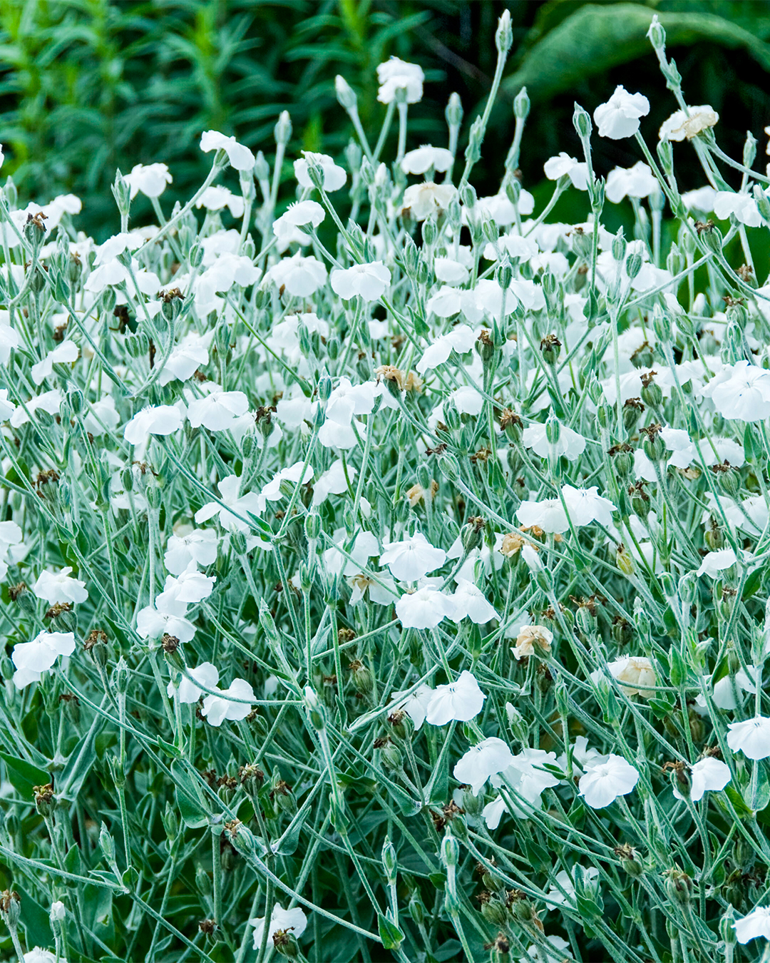 Lychnis Alba