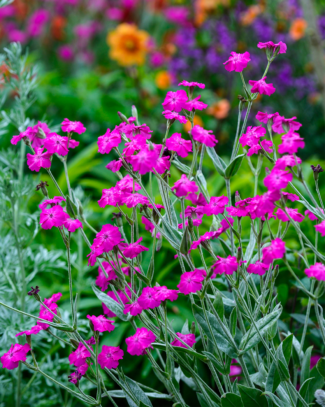 Lychnis 'Hill Grounds'
