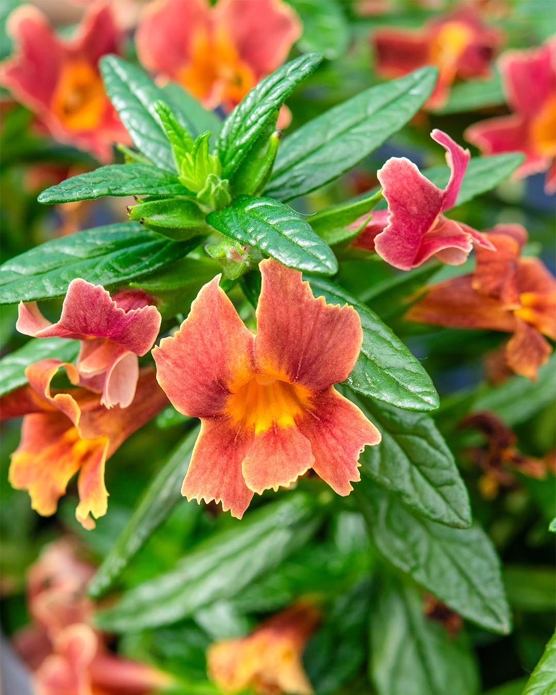 Monkey Flower Mai Tai Orange