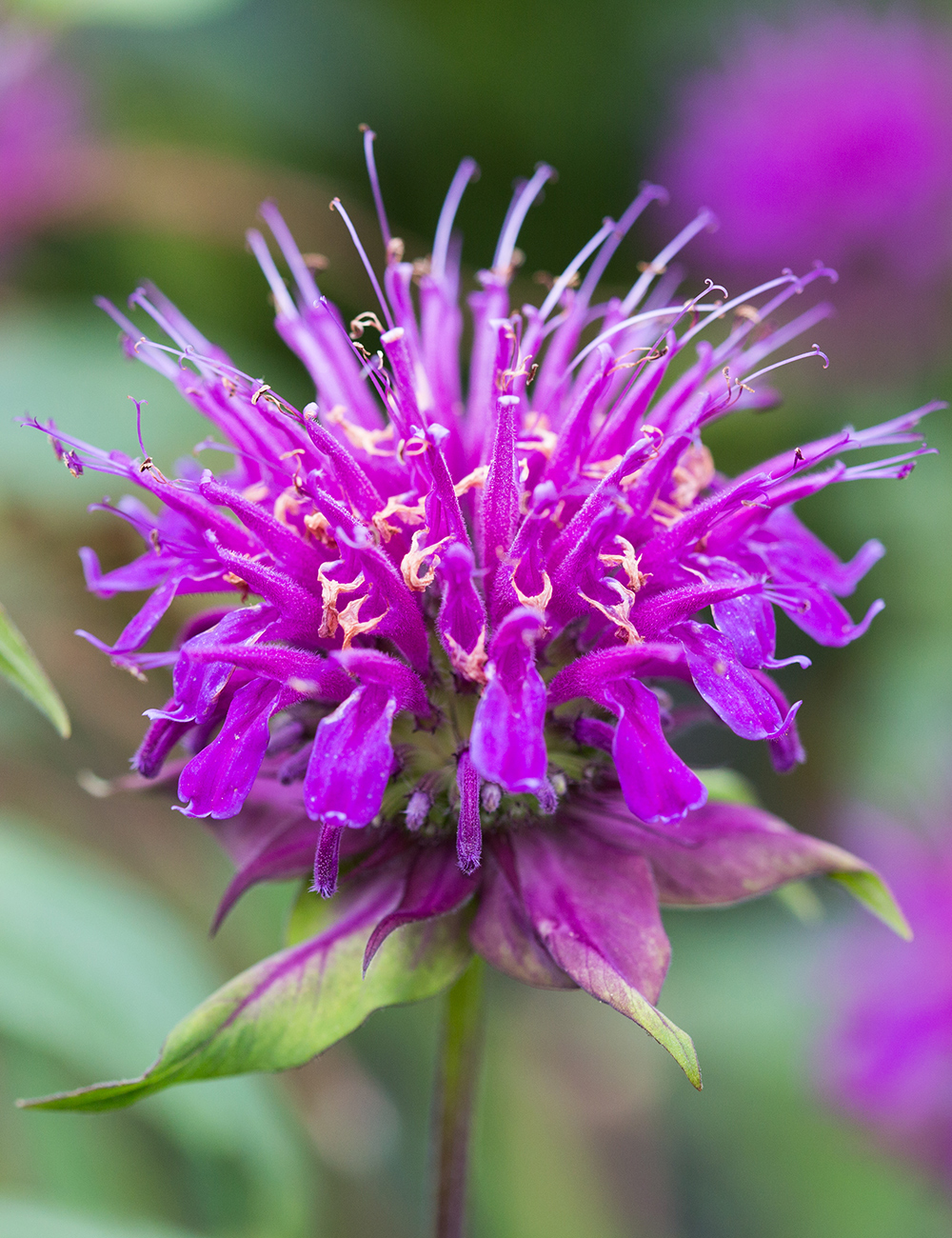 Monarda 'Donnerwolke'