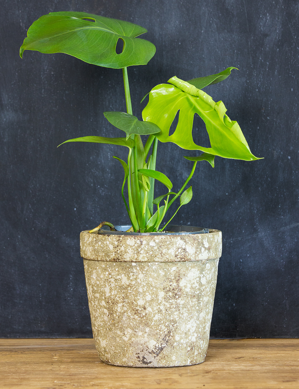 Monstera Swiss Cheese Plant