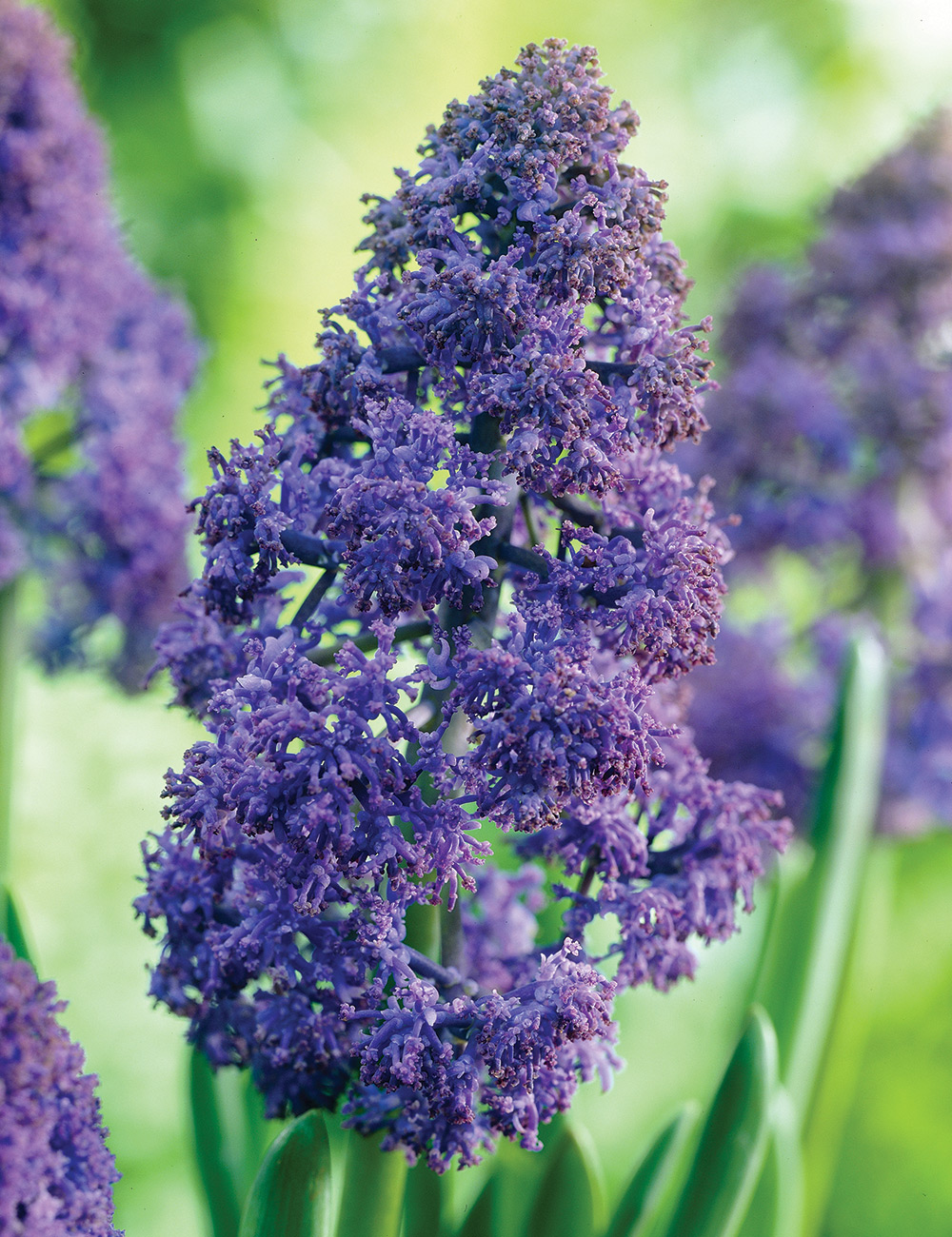 Grape Hyacinth 'Fantasy Creation'