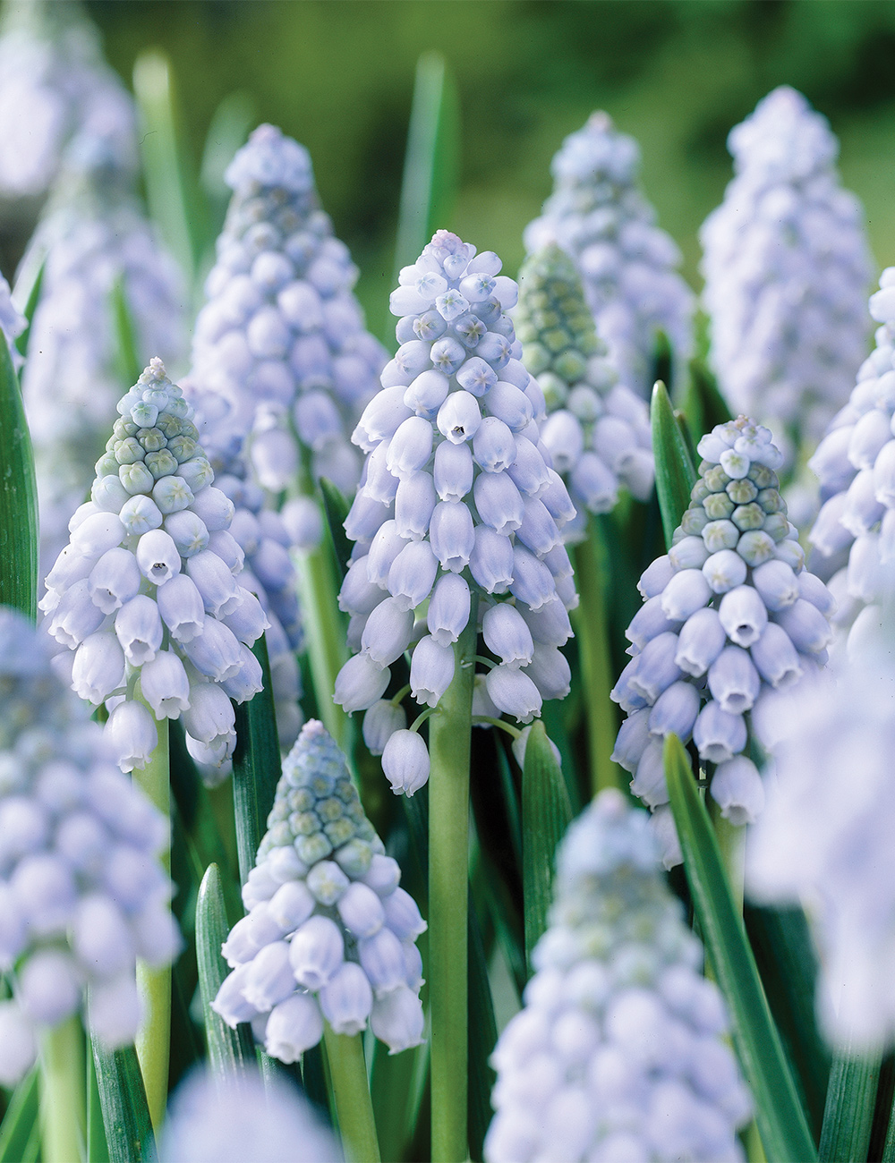 Grape Hyacinth 'Valerie Finnis'