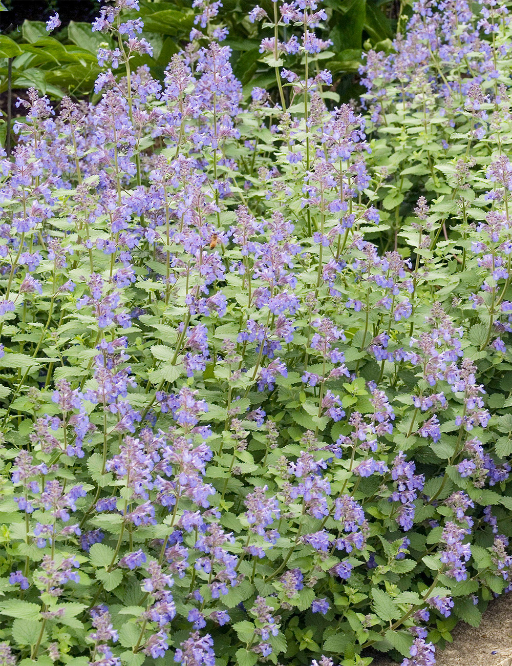 Catmint 'Dropmore'