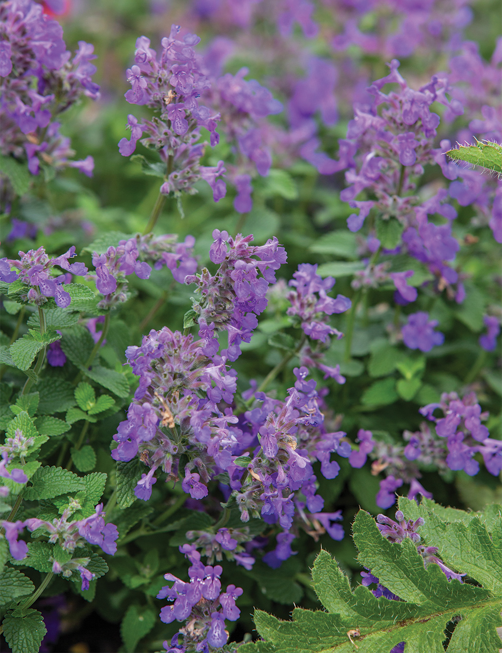 Nepeta 'Nova Blue'