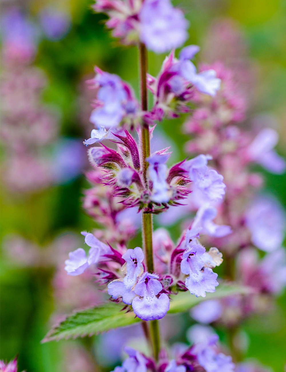 Catmint Silver Catmint