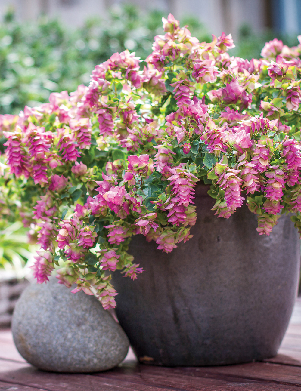 Origanum 'Bellissimo'