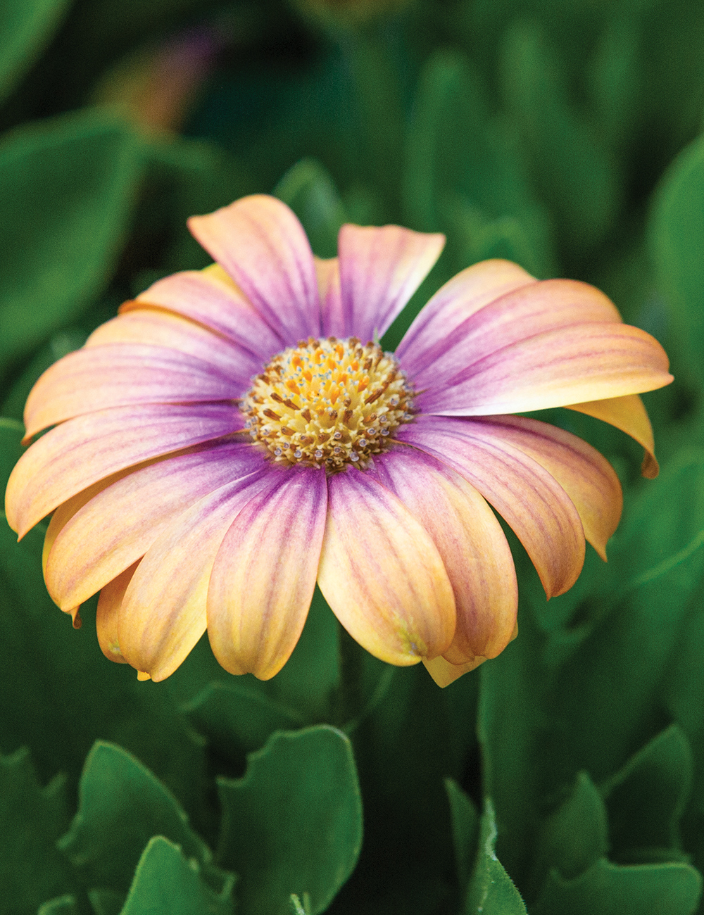 African Daisy 'Blushing Beauty'