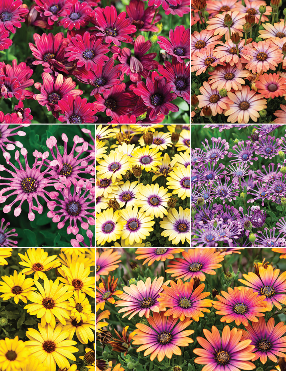 African Daisies Collection
