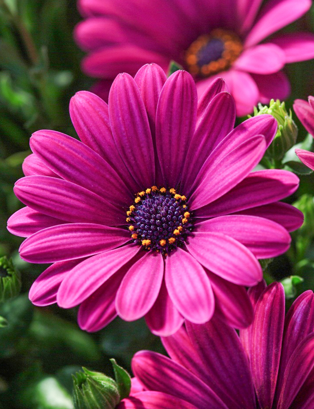 African Daisy Electric Rose