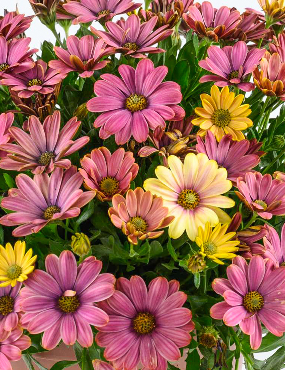 African Daisy Osticade Twilight Moon