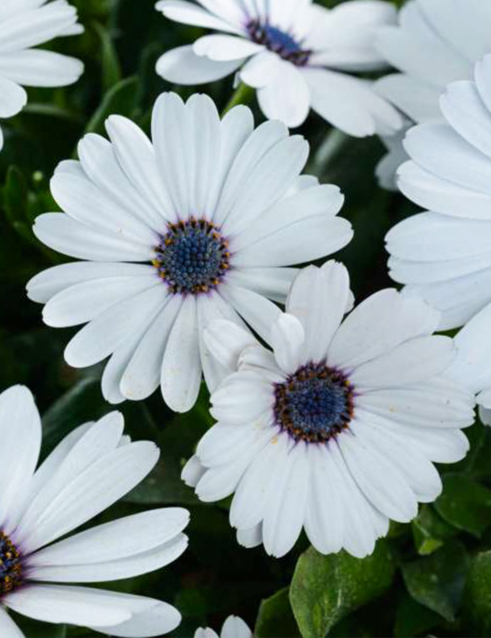 African Daisy Osticade Pure White