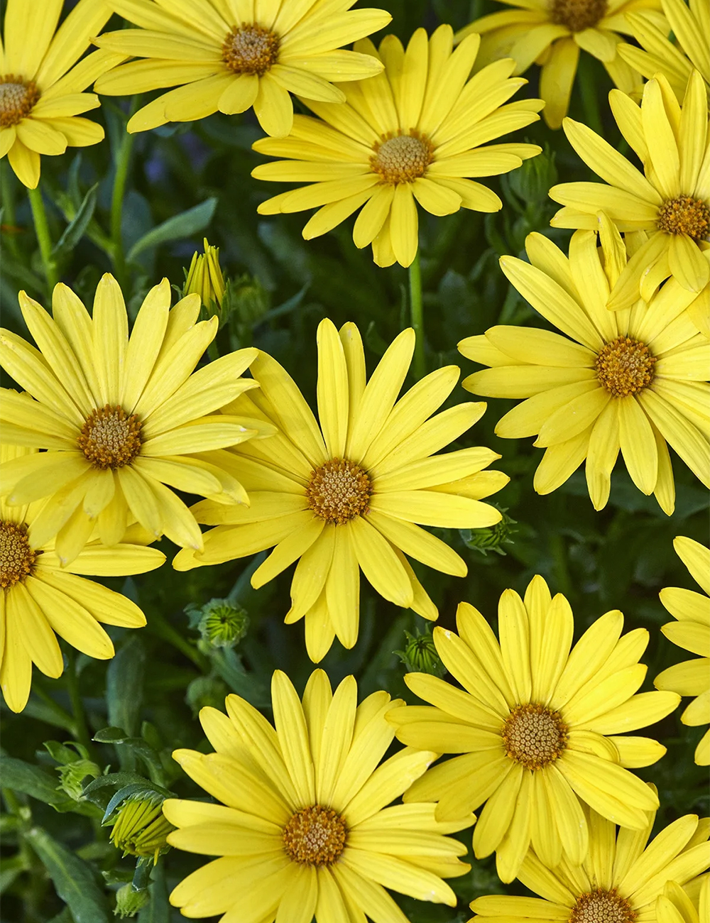 African Daisy Osticade Yellow