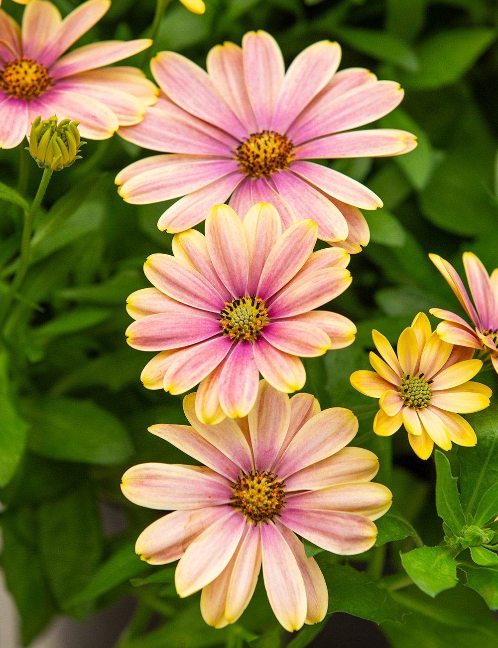African Daisy Pop Eye Golden Yellow and Peach Pink