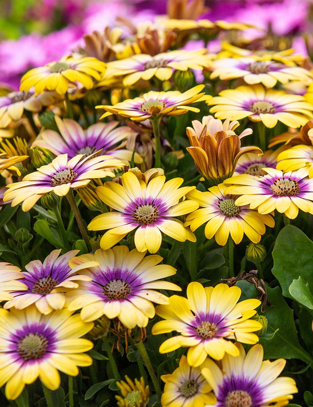 African Daisy Pop Eye Light Yellow and Purple