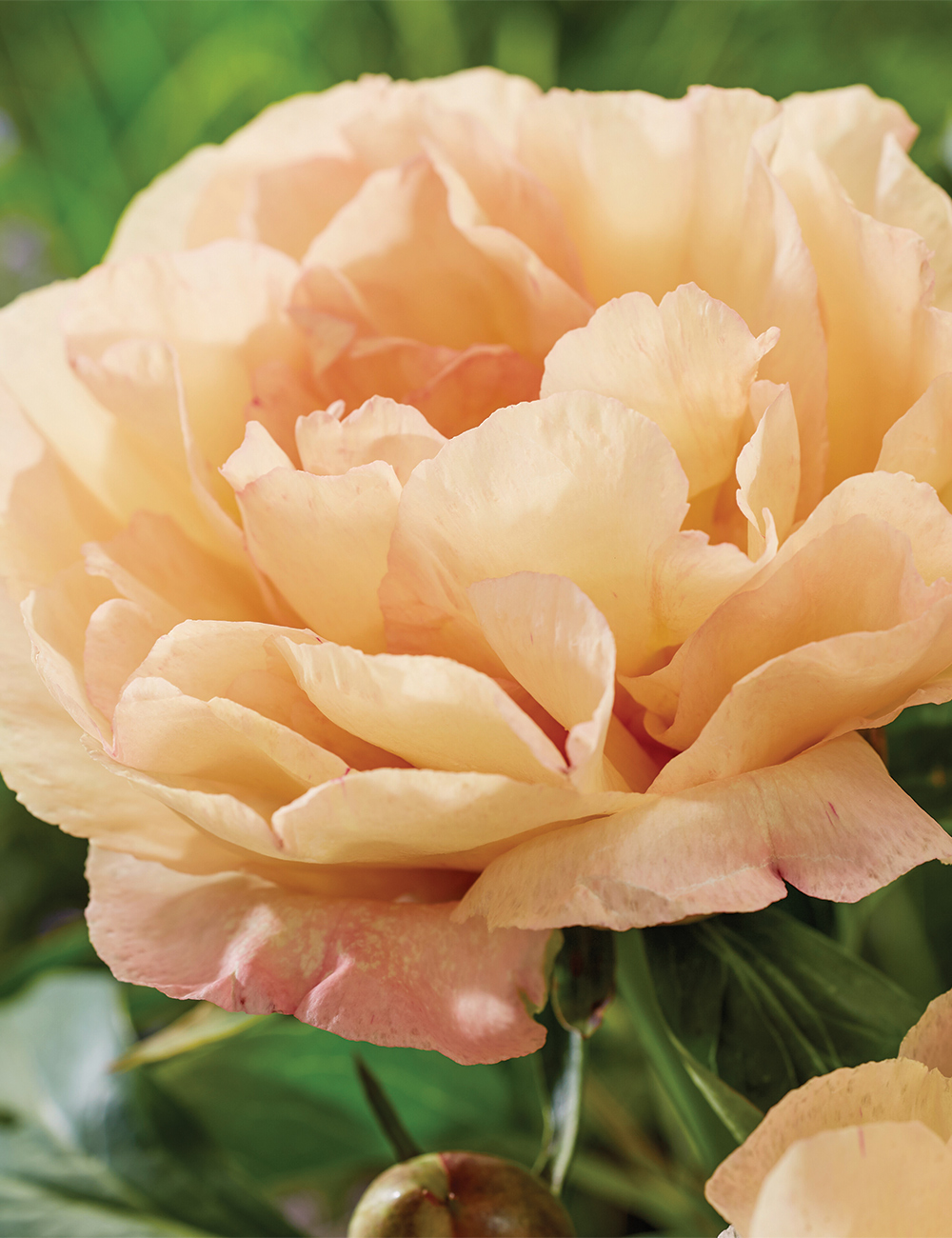 Itoh Peony 'Canary Brilliants'