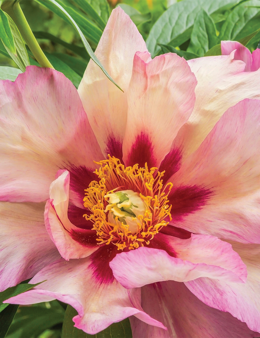 Itoh Peony 'Callie's Memory'
