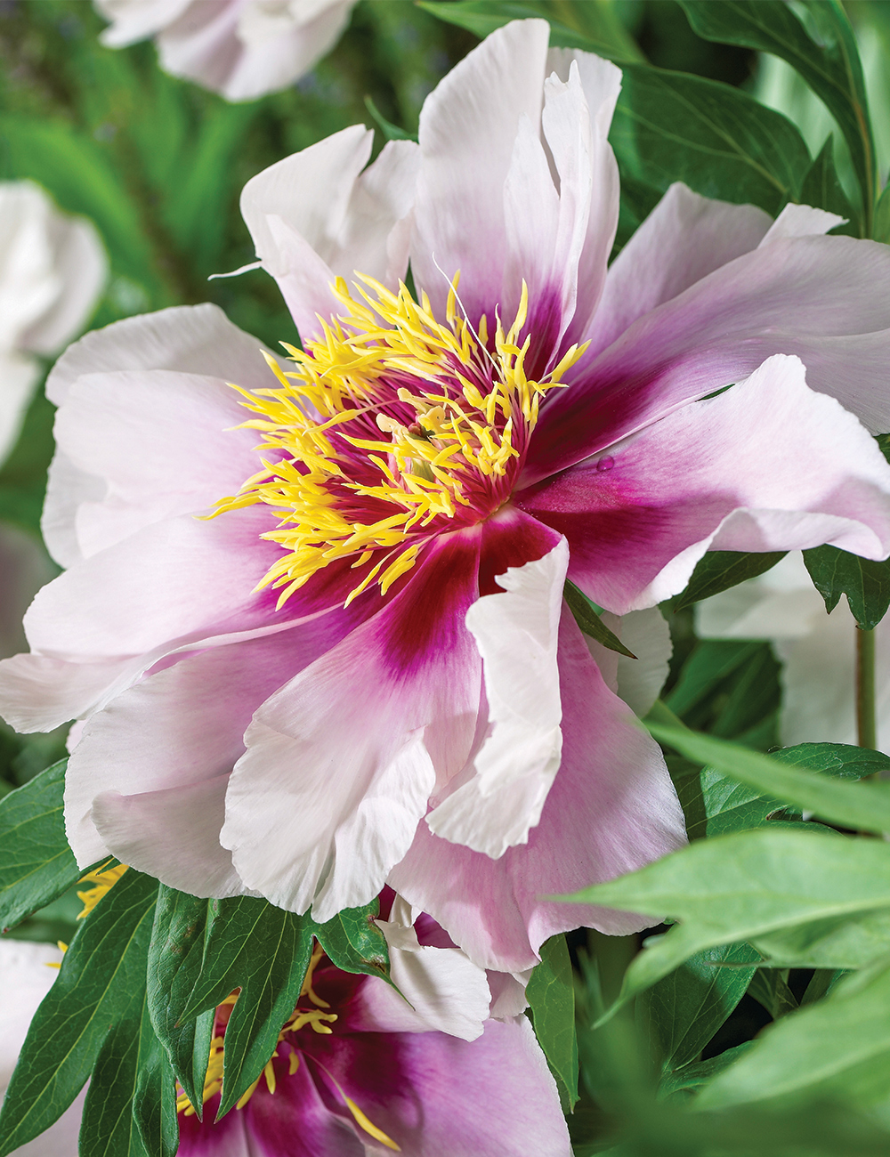 Itoh Peony 'Cora Louise'