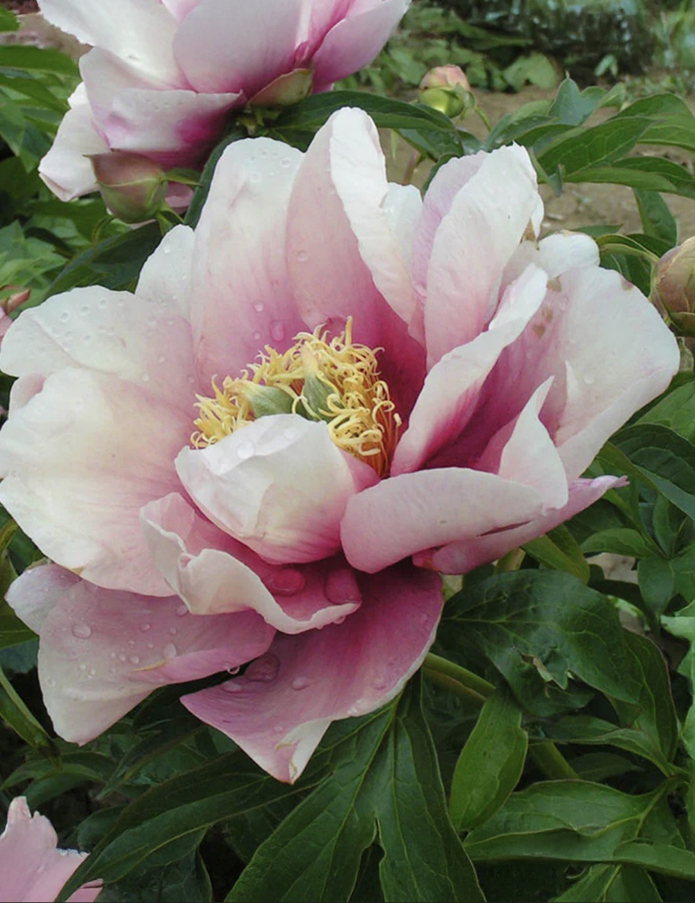 Itoh Peony 'Pastel Lilas'