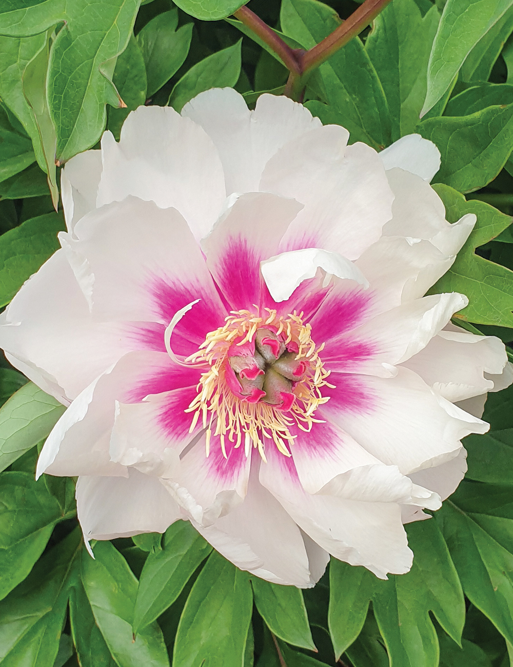 Itoh Peony 'Raggedy Ann'