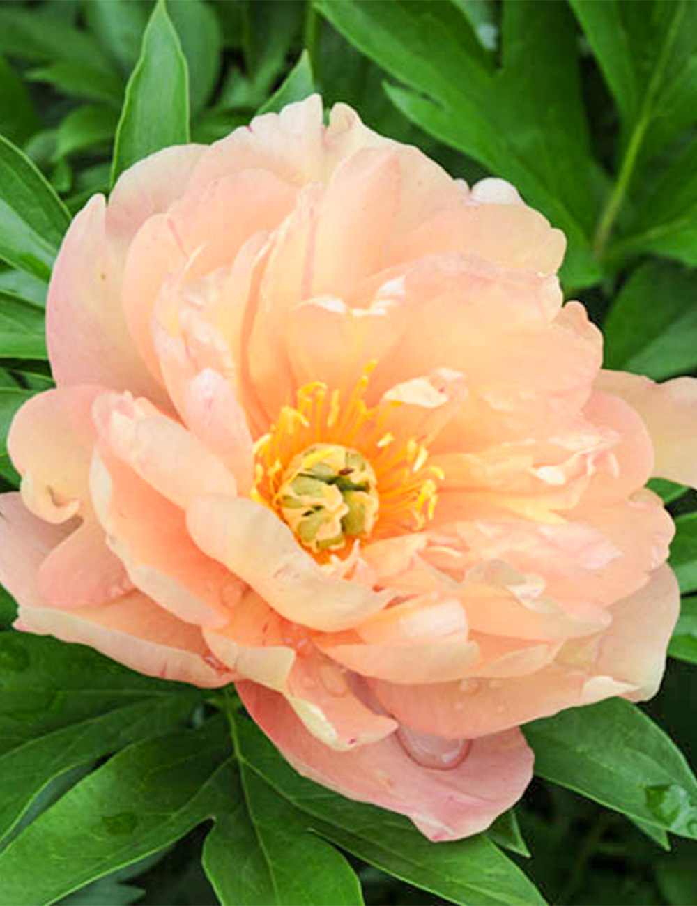 Itoh Peony 'Singing in the Rain'