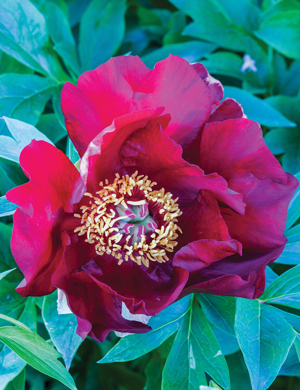 Itoh Peony 'Yankee Doodle Dandy'