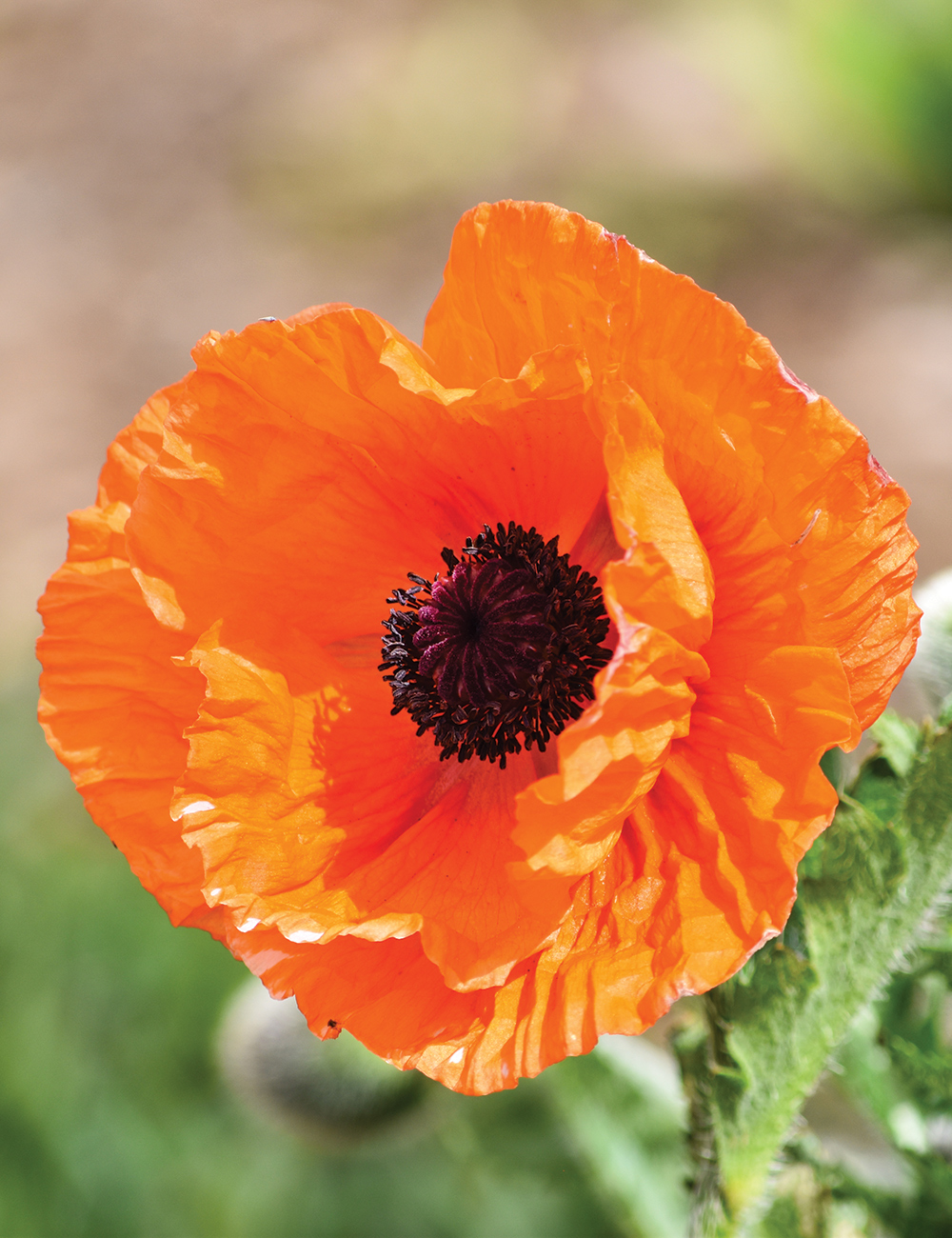 Oriental Poppy 'Dubloon'