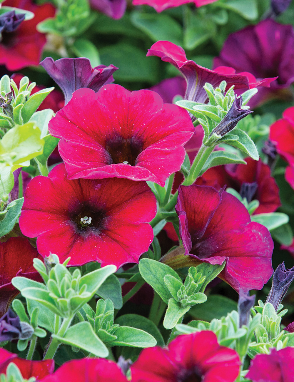 SuperCal Petchoa 'Premium Bordeaux'