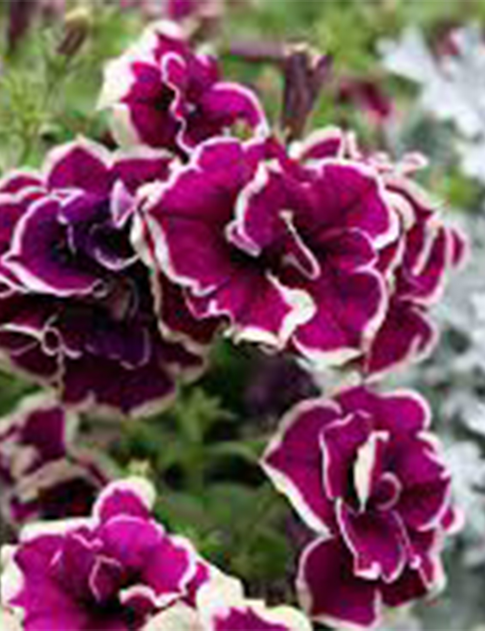 Petunia 'Velvet Champagne'