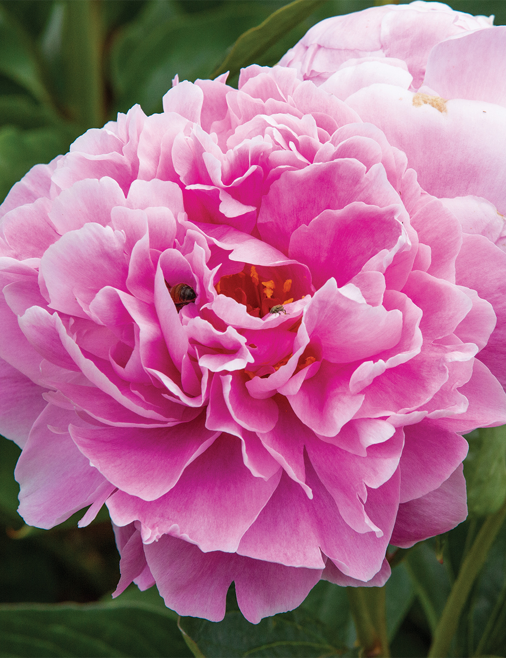 Peony 'Dr Alexander Fleming'